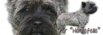 Spardose Cairn Terrier